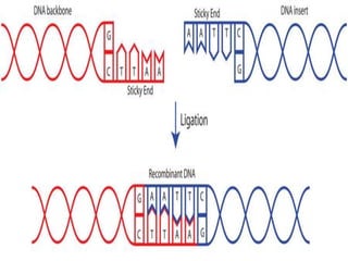Enzymes   definitions, types &amp; classification