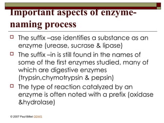Important aspects of enzyme-
naming process
 The suffix –ase identifies a substance as an
enzyme (urease, sucrase & lipase)
 The suffix –in is still found in the names of
some of the first enzymes studied, many of
which are digestive enzymes
(trypsin,chymotrypsin & pepsin)
 The type of reaction catalyzed by an
enzyme is often noted with a prefix (oxidase
&hydrolase)
© 2007 Paul Billiet ODWS
 