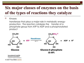 Six major classes of enzymes on the basis
of the types of reactions they catalyze
 Kinases
transferase that plays a major role in metabolic energy-
production. The reaction catalyzes the transfer of a
phosphate group from ATP to ADP and a phosphorylated
product
© 2007 Paul Billiet ODWS
 