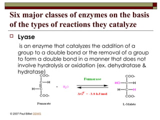 Six major classes of enzymes on the basis
of the types of reactions they catalyze
 Lyase
is an enzyme that catalyzes the addition of a
group to a double bond or the removal of a group
to form a double bond in a manner that does not
involve hyrdrolysis or oxidation (ex. dehydratase &
hydratase)
© 2007 Paul Billiet ODWS
 