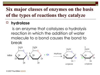 Six major classes of enzymes on the basis
of the types of reactions they catalyze
 hydrolase
is an enzyme that catalyzes a hydrolysis
reaction in which the addition of water
molecule to a bond causes the bond to
break
© 2007 Paul Billiet ODWS
Maltase
 
