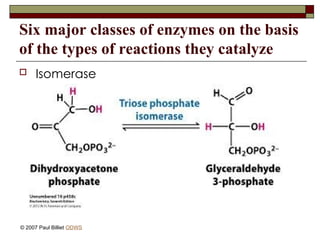 Six major classes of enzymes on the basis
of the types of reactions they catalyze
 Isomerase
© 2007 Paul Billiet ODWS
 