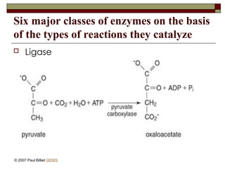 Six major classes of enzymes on the basis
of the types of reactions they catalyze
 Ligase
© 2007 Paul Billiet ODWS
 