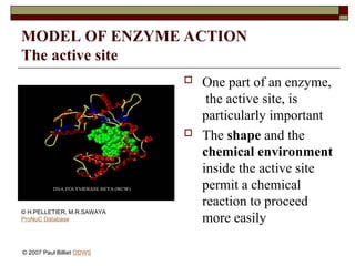 MODEL OF ENZYME ACTION
The active site
 One part of an enzyme,
the active site, is
particularly important
 The shape and the
chemical environment
inside the active site
permit a chemical
reaction to proceed
more easily
© H.PELLETIER, M.R.SAWAYA
ProNuC Database
© 2007 Paul Billiet ODWS
 