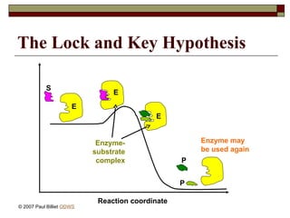 The Lock and Key Hypothesis
Enzyme may
be used again
Enzyme-
substrate
complex
E
S
P
E
E
P
Reaction coordinate
© 2007 Paul Billiet ODWS
 