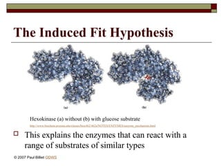 The Induced Fit Hypothesis
 This explains the enzymes that can react with a
range of substrates of similar types
Hexokinase (a) without (b) with glucose substrate
http://www.biochem.arizona.edu/classes/bioc462/462a/NOTES/ENZYMES/enzyme_mechanism.html
© 2007 Paul Billiet ODWS
 