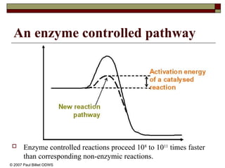 An enzyme controlled pathway
 Enzyme controlled reactions proceed 108
to 1011
times faster
than corresponding non-enzymic reactions.
© 2007 Paul Billiet ODWS
 
