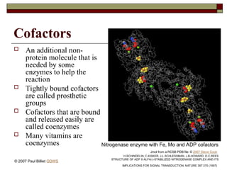Cofactors
 An additional non-
protein molecule that is
needed by some
enzymes to help the
reaction
 Tightly bound cofactors
are called prosthetic
groups
 Cofactors that are bound
and released easily are
called coenzymes
 Many vitamins are
coenzymes Nitrogenase enzyme with Fe, Mo and ADP cofactors
Jmol from a RCSB PDB file © 2007 Steve Cook
H.SCHINDELIN, C.KISKER, J.L.SCHLESSMAN, J.B.HOWARD, D.C.REES
STRUCTURE OF ADP X ALF4(-)-STABILIZED NITROGENASE COMPLEX AND ITS
IMPLICATIONS FOR SIGNAL TRANSDUCTION; NATURE 387:370 (1997)
© 2007 Paul Billiet ODWS
 