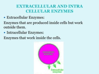 EXTRACELLULAR AND INTRA
CELLULAR ENZYMES
 Extracellular Enzymes:
Enzymes that are produced inside cells but work
outside them.
 Intracellular Enzymes:
Enzymes that work inside the cells.
 