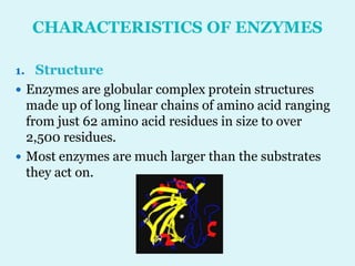 CHARACTERISTICS OF ENZYMES
1. Structure
 Enzymes are globular complex protein structures
made up of long linear chains of amino acid ranging
from just 62 amino acid residues in size to over
2,500 residues.
 Most enzymes are much larger than the substrates
they act on.
 