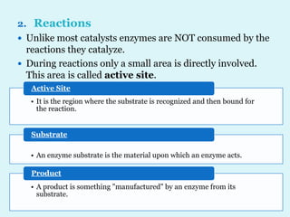 2. Reactions
 Unlike most catalysts enzymes are NOT consumed by the
reactions they catalyze.
 During reactions only a small area is directly involved.
This area is called active site.
• It is the region where the substrate is recognized and then bound for
the reaction.
Active Site
• An enzyme substrate is the material upon which an enzyme acts.
Substrate
• A product is something "manufactured" by an enzyme from its
substrate.
Product
 