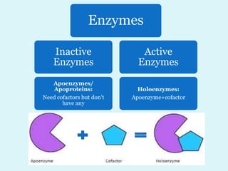Enzymes
Inactive
Enzymes
Apoenzymes/
Apoproteins:
Need cofactors but don’t
have any
Active
Enzymes
Holoenzymes:
Apoenzyme+cofactor
 