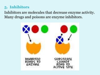 5. Inhibitors
Inhibitors are molecules that decrease enzyme activity.
Many drugs and poisons are enzyme inhibitors.
 