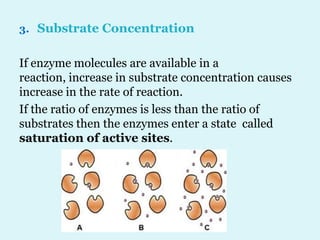 3. Substrate Concentration
If enzyme molecules are available in a
reaction, increase in substrate concentration causes
increase in the rate of reaction.
If the ratio of enzymes is less than the ratio of
substrates then the enzymes enter a state called
saturation of active sites.
 
