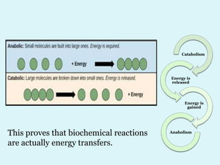This proves that biochemical reactions
are actually energy transfers.
Catabolism
Energy is
released
Energy is
gained
Anabolism
 