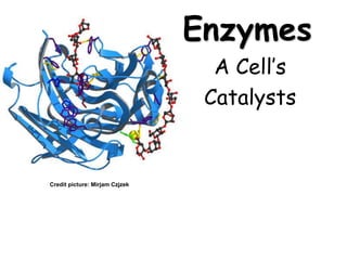 Enzymes
A Cell’s
Catalysts
Credit picture: Mirjam Czjzek
 