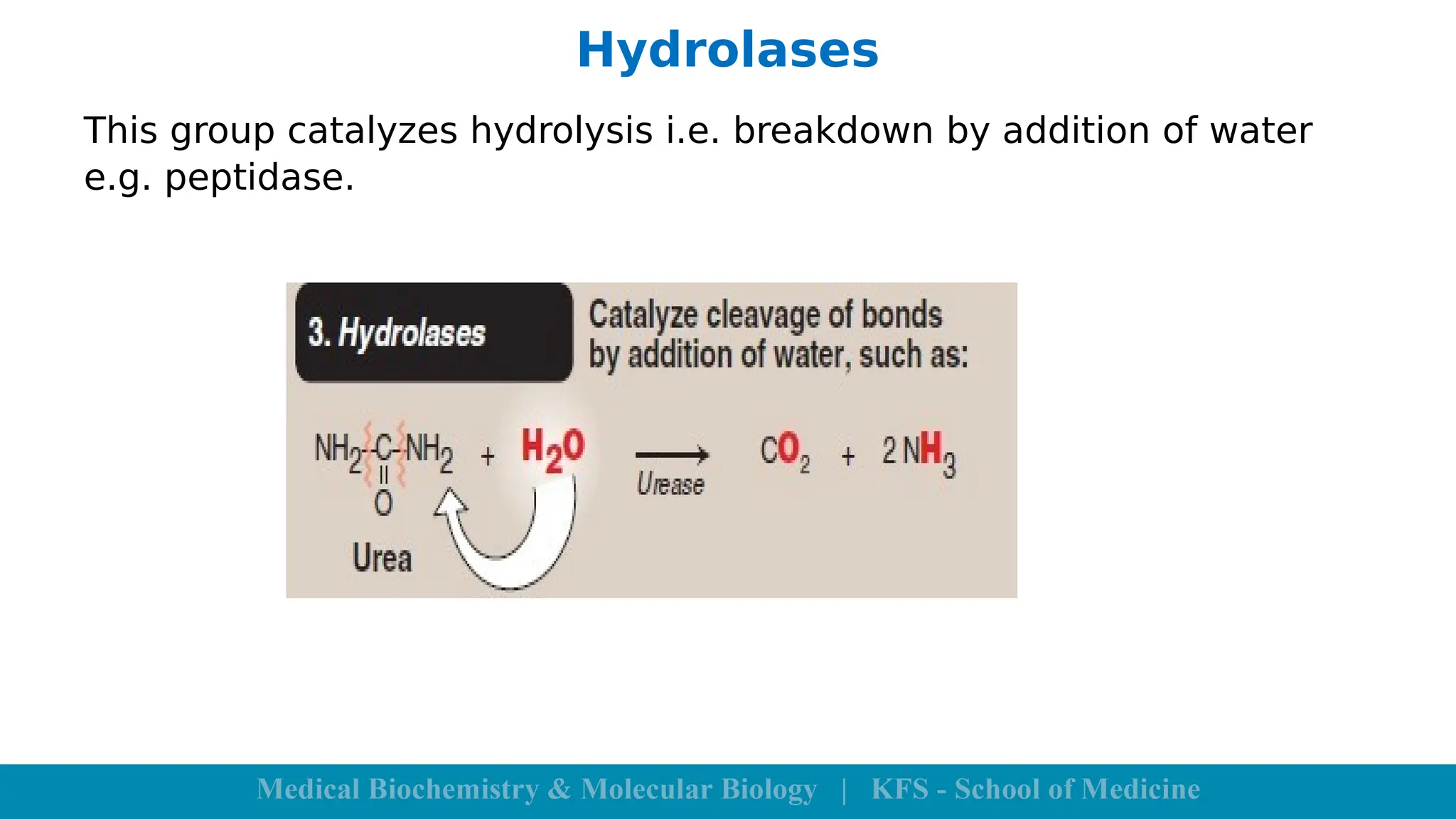 Hydrolases
This group catalyzes hydrolysis i.e. breakdown by addition of water
e.g. peptidase.
 
