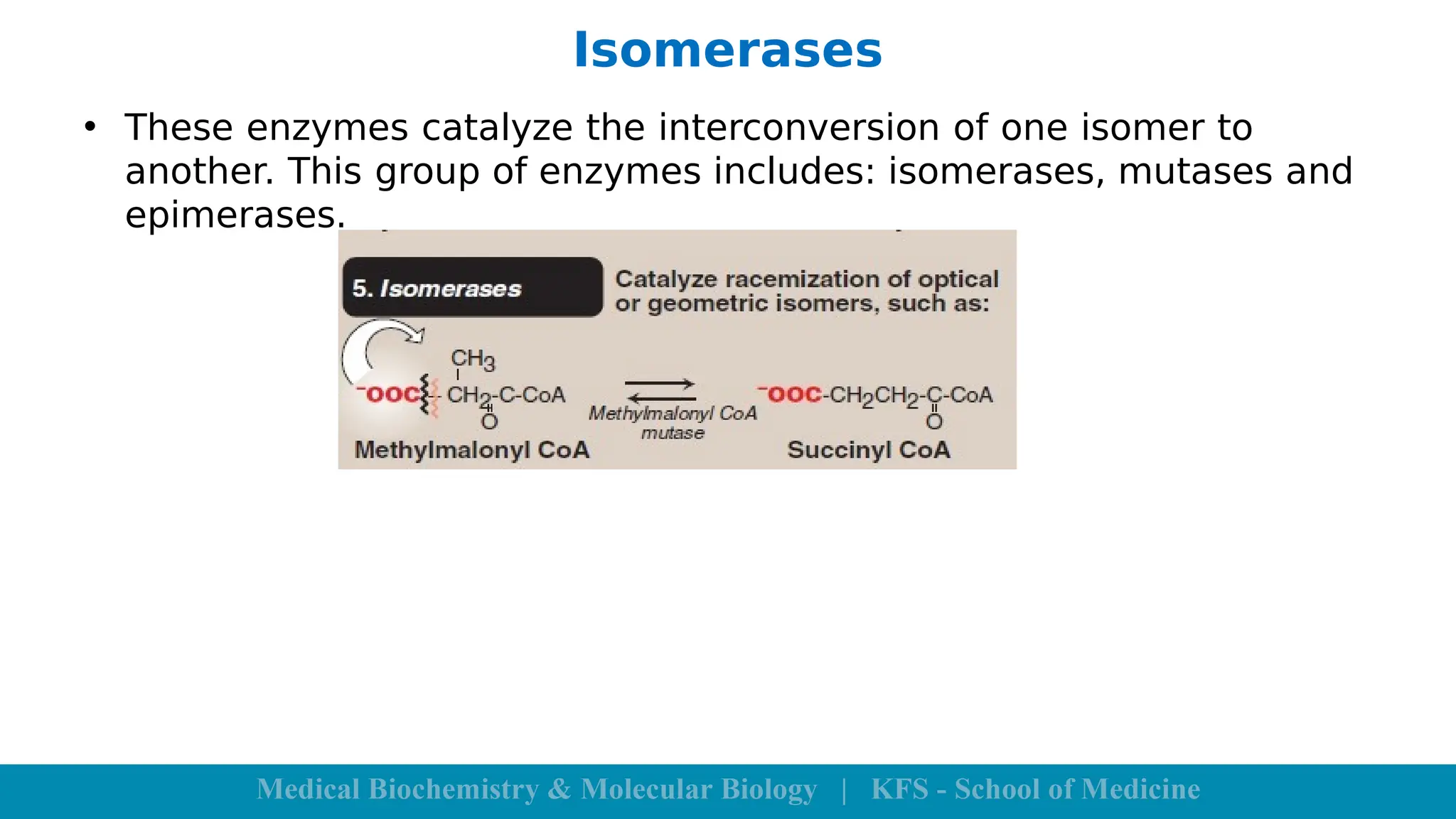 Isomerases
• These enzymes catalyze the interconversion of one isomer to
another. This group of enzymes includes: isomerases, mutases and
epimerases.
 