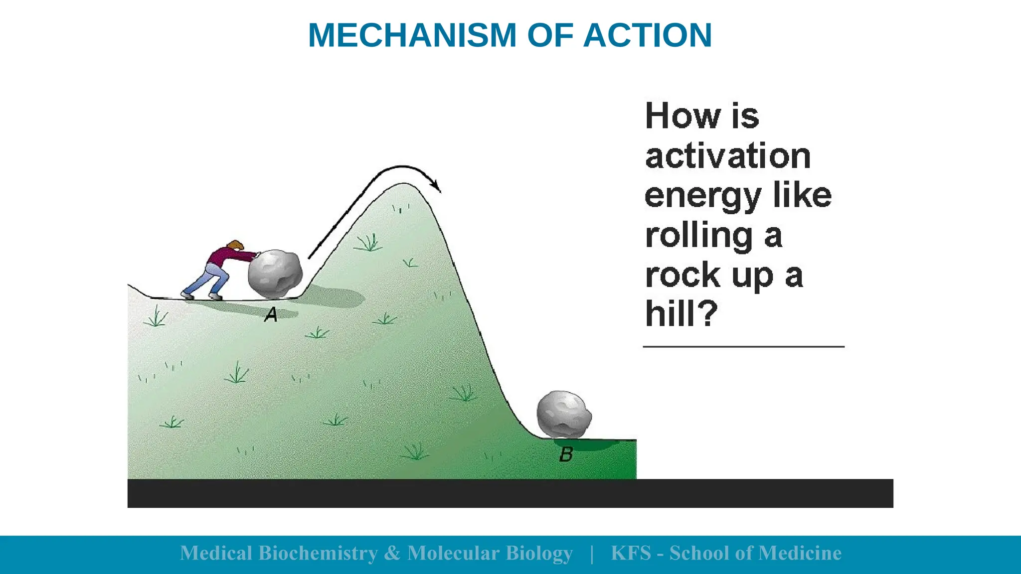 MECHANISM OF ACTION
 