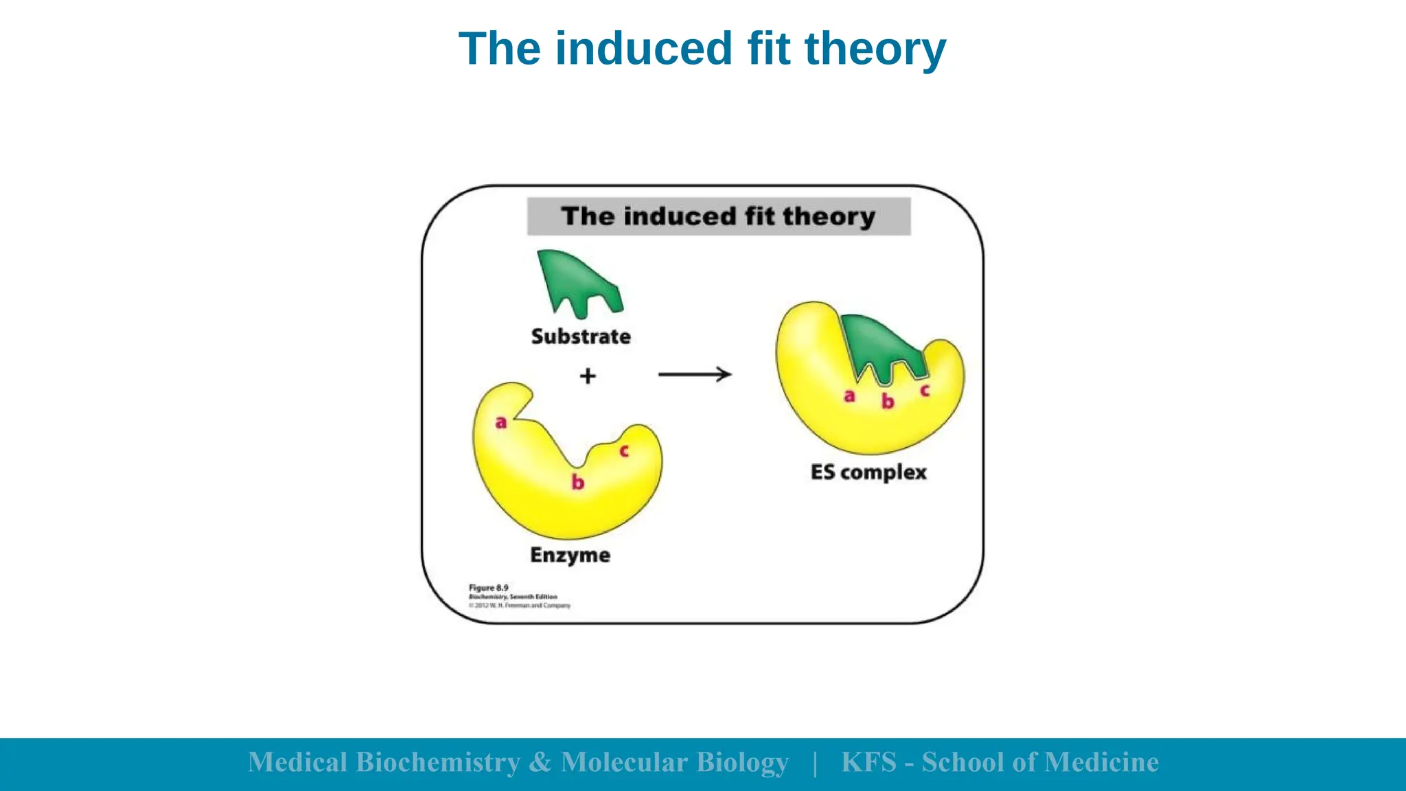 The induced fit theory
 