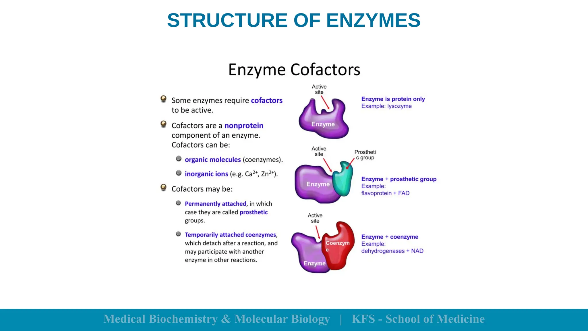 STRUCTURE OF ENZYMES
 