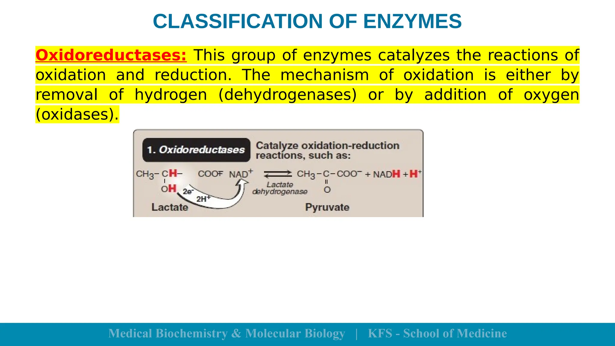 CLASSIFICATION OF ENZYMES
Oxidoreductases: This group of enzymes catalyzes the reactions of
oxidation and reduction. The mechanism of oxidation is either by
removal of hydrogen (dehydrogenases) or by addition of oxygen
(oxidases).
 