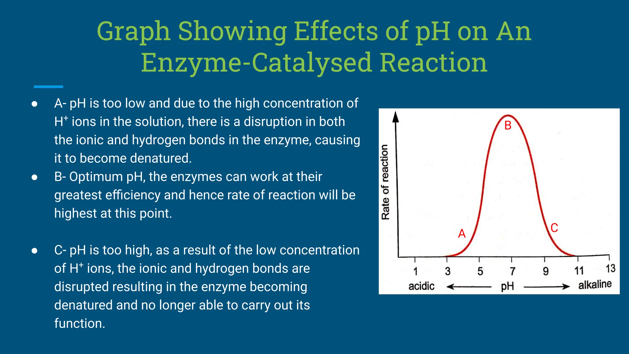 ● A- pH is too low and due to the high concentration of
H+
ions in the solution, there is a disruption in both
the ionic and hydrogen bonds in the enzyme, causing
it to become denatured.
● B- Optimum pH, the enzymes can work at their
greatest eﬃciency and hence rate of reaction will be
highest at this point.
● C- pH is too high, as a result of the low concentration
of H+
ions, the ionic and hydrogen bonds are
disrupted resulting in the enzyme becoming
denatured and no longer able to carry out its
function.
Graph Showing Effects of pH on An
Enzyme-Catalysed Reaction
A
B
C
 