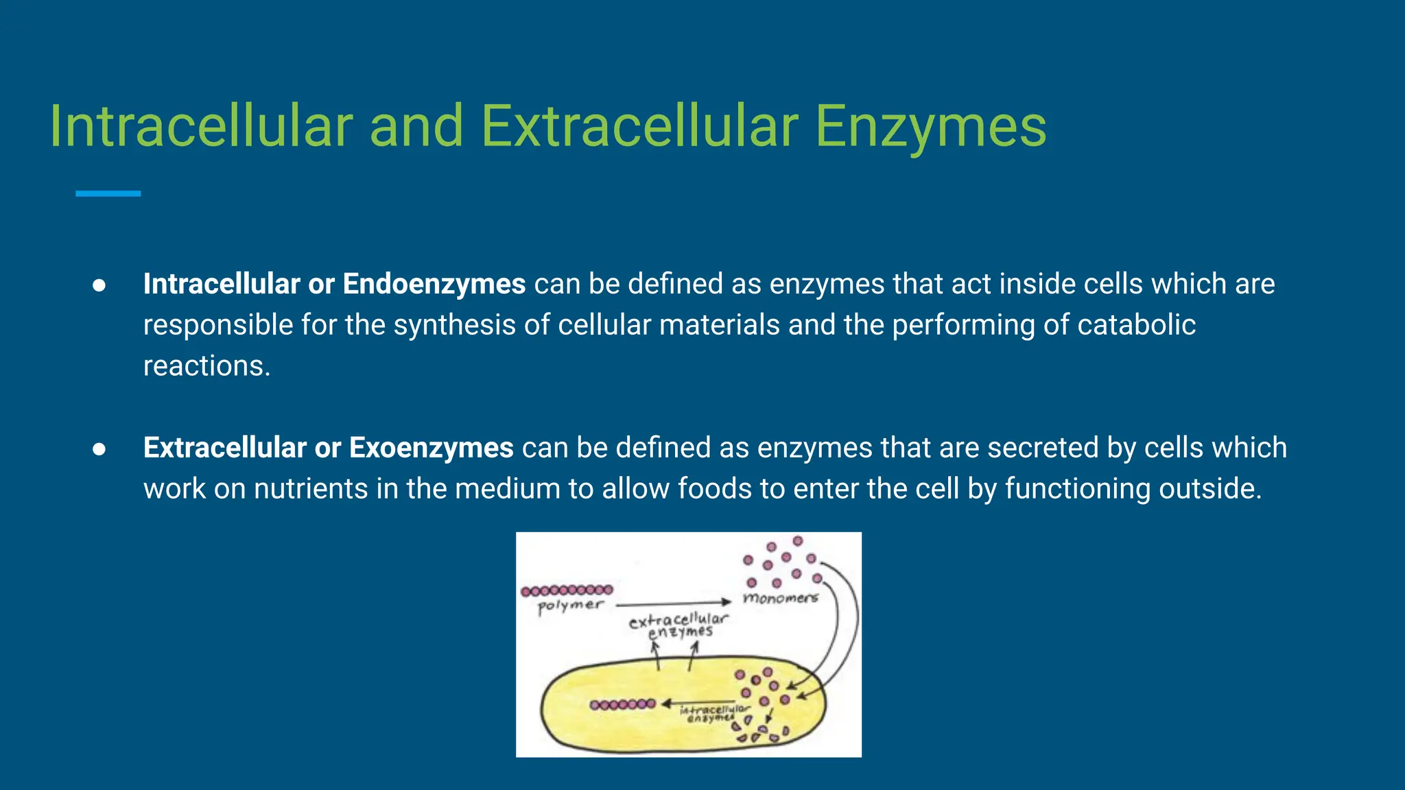Intracellular and Extracellular Enzymes
● Intracellular or Endoenzymes can be deﬁned as enzymes that act inside cells which are
responsible for the synthesis of cellular materials and the performing of catabolic
reactions.
● Extracellular or Exoenzymes can be deﬁned as enzymes that are secreted by cells which
work on nutrients in the medium to allow foods to enter the cell by functioning outside.
 