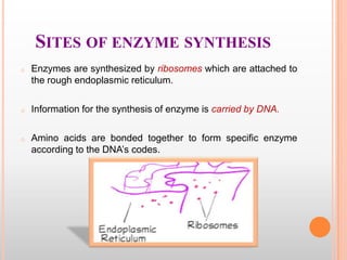SITES OF ENZYME SYNTHESIS
o

Enzymes are synthesized by ribosomes which are attached to
the rough endoplasmic reticulum.

o

Information for the synthesis of enzyme is carried by DNA.

o

Amino acids are bonded together to form specific enzyme
according to the DNA‟s codes.

 