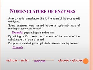NOMENCLATURE OF ENZYMES
o

o

o

o

An enzyme is named according to the name of the substrate it
catalyses.
Some enzymes were named before a systematic way of
naming enzyme was formed.
Example: pepsin, trypsin and rennin
By adding suffix -ase at the end of the name of the
substrate, enzymes are named.
Enzyme for catalyzing the hydrolysis is termed as hydrolase.
Example :

maltose + water

maltase

glucose + glucose

 
