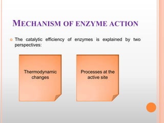 MECHANISM OF ENZYME ACTION


The catalytic efficiency of enzymes is explained by two
perspectives:

Thermodynamic
changes

Processes at the
active site

 