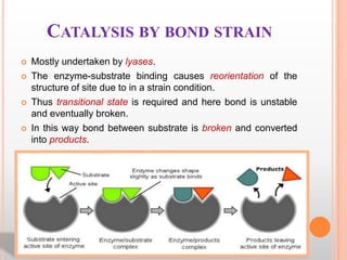 CATALYSIS BY BOND STRAIN







Mostly undertaken by lyases.
The enzyme-substrate binding causes reorientation of the
structure of site due to in a strain condition.
Thus transitional state is required and here bond is unstable
and eventually broken.
In this way bond between substrate is broken and converted
into products.

 