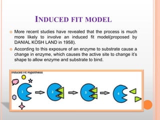 INDUCED FIT MODEL




More recent studies have revealed that the process is much
more likely to involve an induced fit model(proposed by
DANIAL KOSH LAND in 1958).
According to this exposure of an enzyme to substrate cause a
change in enzyme, which causes the active site to change it‟s
shape to allow enzyme and substrate to bind.

 