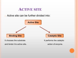 ACTIVE SITE
o

Active site can be further divided into:
Active Site

Binding Site

Catalytic Site

It chooses the substrate

It performs the catalytic

and binds it to active site.

action of enzyme.

 