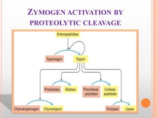 ZYMOGEN ACTIVATION BY
PROTEOLYTIC CLEAVAGE

 