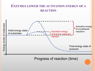 ENZYMES LOWER THE ACTIVATION ENERGY OF A

Energy levels of molecules

REACTION

Initial energy state
of substrates

Activa...