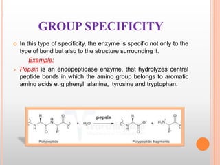 GROUP SPECIFICITY




In this type of specificity, the enzyme is specific not only to the
type of bond but also to the s...