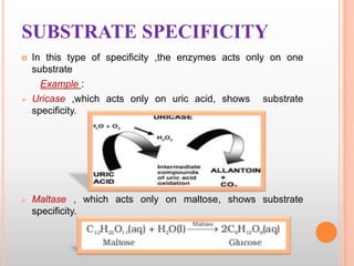SUBSTRATE SPECIFICITY






In this type of specificity ,the enzymes acts only on one
substrate
Example :
Uricase ,whic...