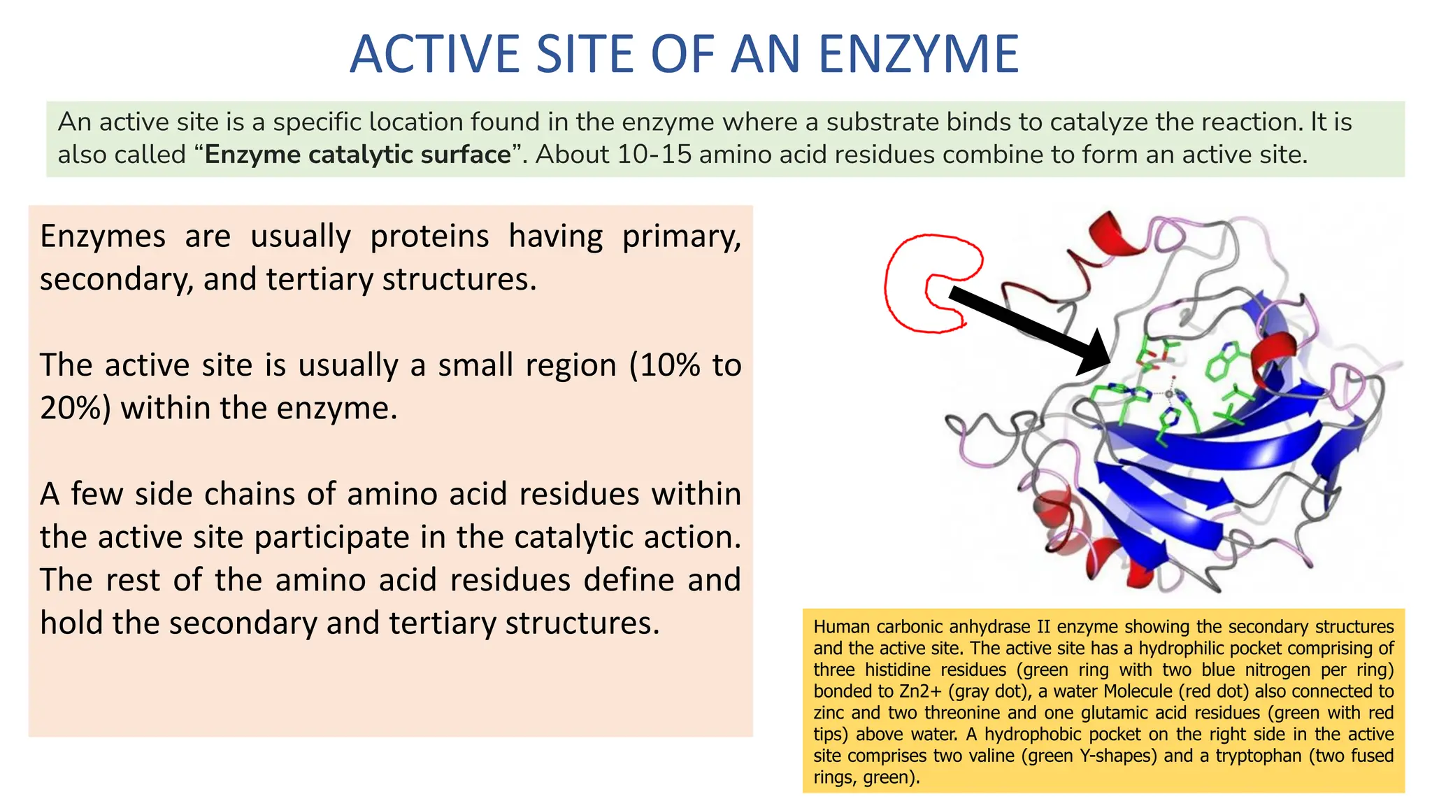 ENZYMES classification,characterstics,silent features | PDF
