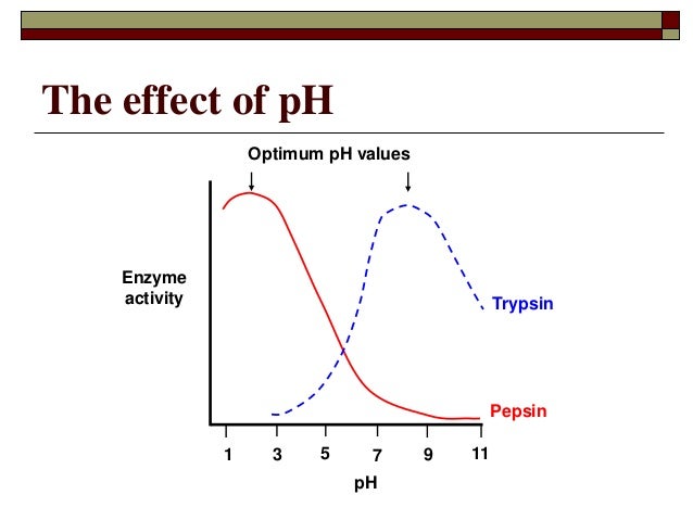 the effects of substrate concentration and temperature on the rate of hydrolysis of trypsin Effects of enzyme efficiency | hydrolysis of sucrose substrate concentration, temperature the presence of glucose did not rate as high as expected and was. the effects of substrate concentration and temperature on the rate of hydrolysis of trypsin Effects of enzyme efficiency | hydrolysis of sucrose substrate concentration, temperature the presence of glucose did not rate as high as expected and was.