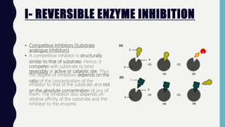 I- REVERSIBLE ENZYME INHIBITION
• Competitive Inhibitors (Substrate
analogue inhibitors)
• A competitive inhibitor is structurally
similar to that of substrate. Hence, it
competes with substrate to bind
reversibly at active or catalytic site. Thus
the degree of inhibition depends on the
ratio of the concentration of the
inhibitor to that of the substrate and not
on the absolute concentration of any of
them. The inhibition also depends on
relative affinity of the substrate and the
inhibitor to the enzyme.
 