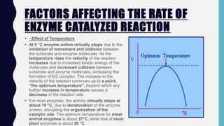 FACTORS AFFECTING THE RATE OF
ENZYME CATALYZED REACTION
• - Effect of Temperature
• At 0 °C enzyme action virtually stops due to the
inhibition of movement and collision between
the substrate and enzyme molecules. As the
temperature rises the velocity of the reaction
increases due to increased kinetic energy of the
molecules and increased collision between
substrate and enzyme molecules, increasing the
formation of ES complex. The increase in the
velocity of the reaction continues up to a point,
“the optimum temperature”, beyond which any
further increase in temperature causes a
decrease in the reaction rate.
• For most enzymes, the activity virtually stops at
about 70 °C, due to denaturation of the enzyme
protein, disrupting the organization of the
catalytic site. The optimum temperature for most
animal enzymes is about 37°C, while that of most
plant enzymes is about 50 °C.
 