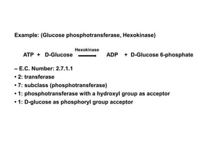 Example: (Glucose phosphotransferase, Hexokinase)
– E.C. Number: 2.7.1.1
• 2: transferase
• 7: subclass (phosphotransferase)
• 1: phosphotransferase with a hydroxyl group as acceptor
• 1: D-glucose as phosphoryl group acceptor
ATP + D-Glucose ADP + D-Glucose 6-phosphate
Hexokinase
 