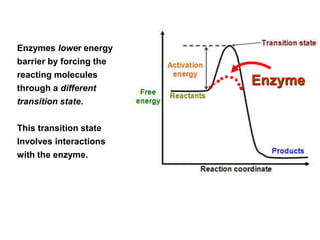Enzymes lower energy
barrier by forcing the
reacting molecules
through a different
transition state.
This transition state
Involves interactions
with the enzyme.
Enzyme
 