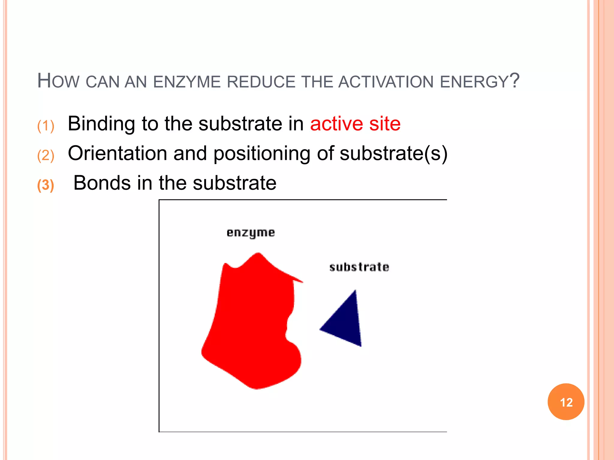HOW CAN AN ENZYME REDUCE THE ACTIVATION ENERGY?
(1) Binding to the substrate in active site
(2) Orientation and positioning of substrate(s)
(3) Bonds in the substrate
12
 
