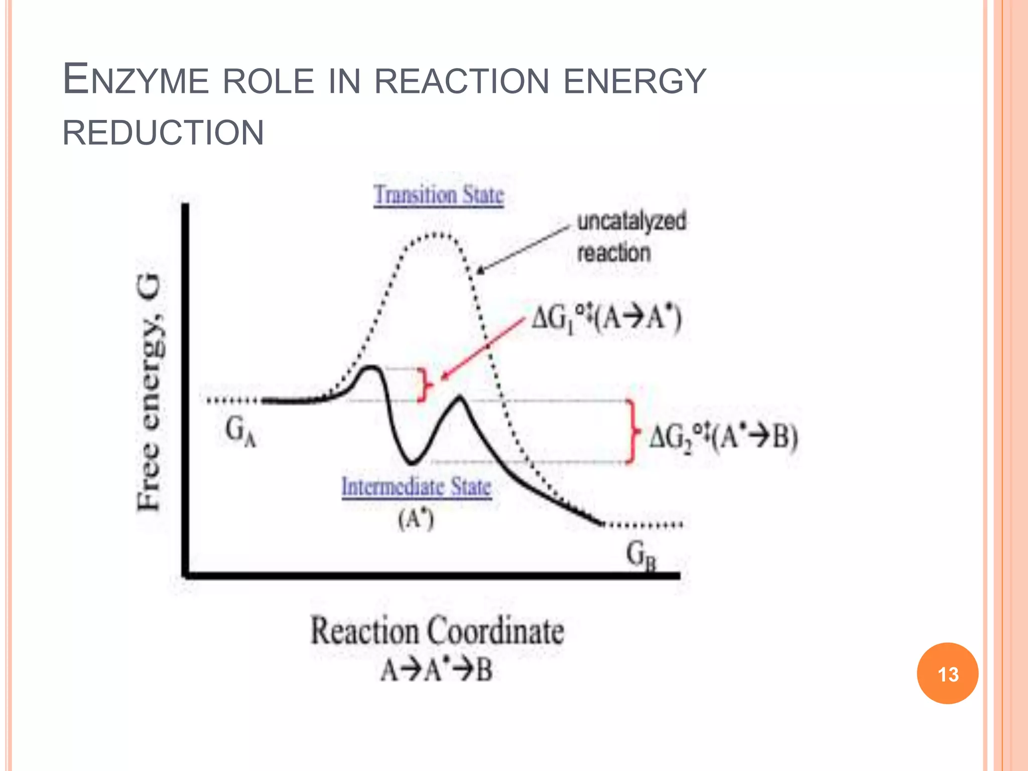 ENZYME ROLE IN REACTION ENERGY
REDUCTION
13
 