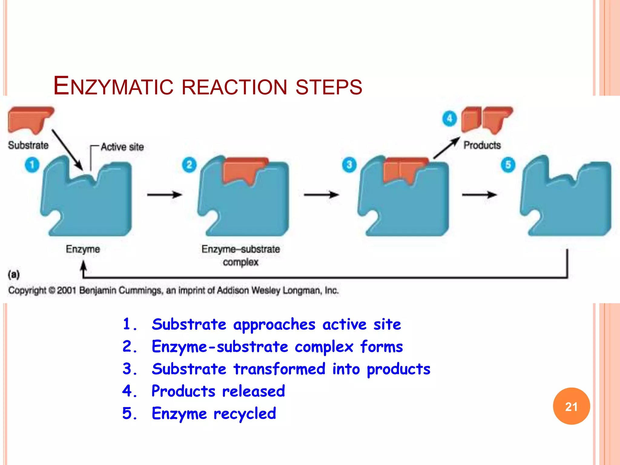 ENZYMATIC REACTION STEPS
1. Substrate approaches active site
2. Enzyme-substrate complex forms
3. Substrate transformed into products
4. Products released
5. Enzyme recycled 21
 