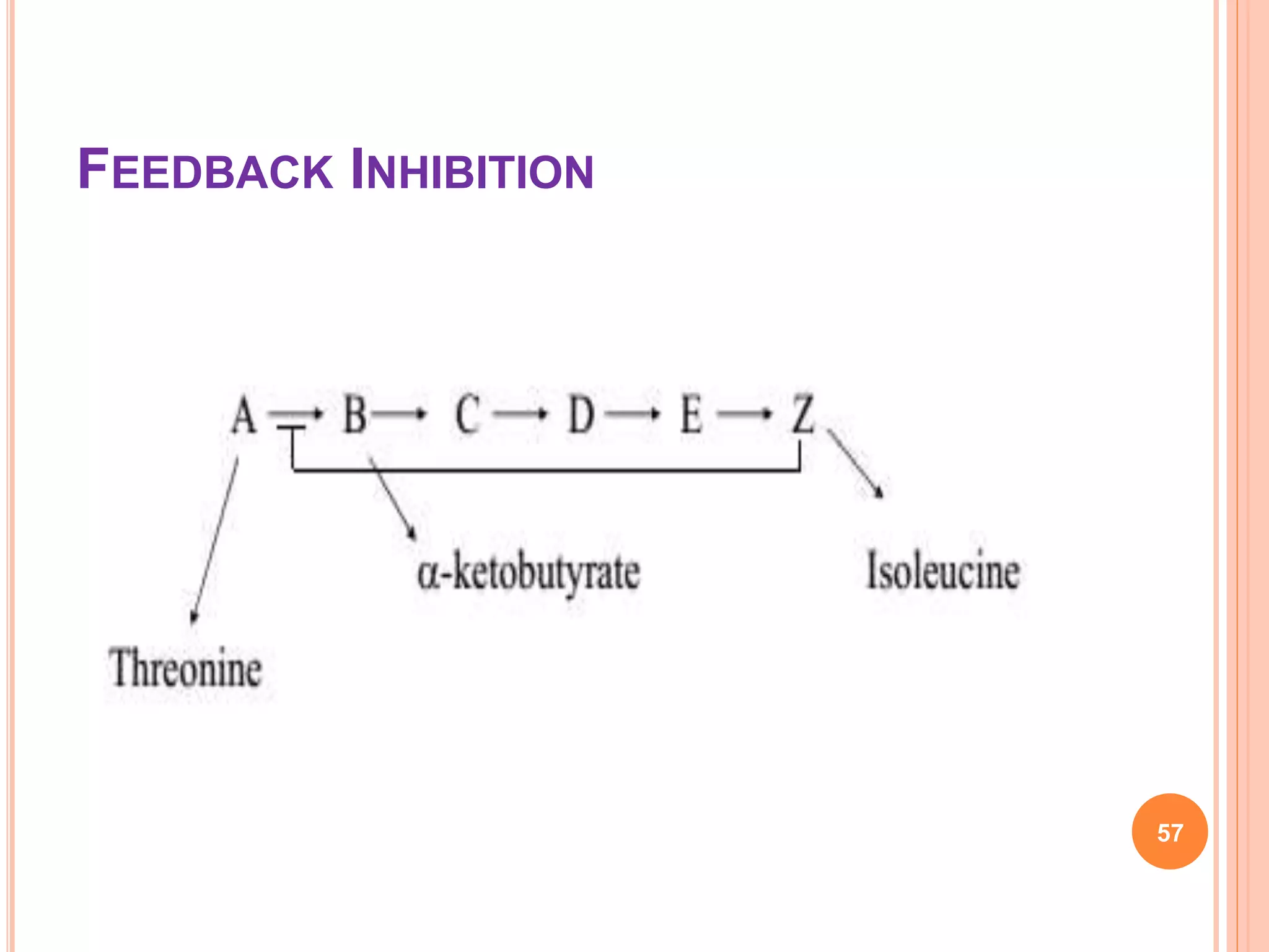 FEEDBACK INHIBITION
57
 