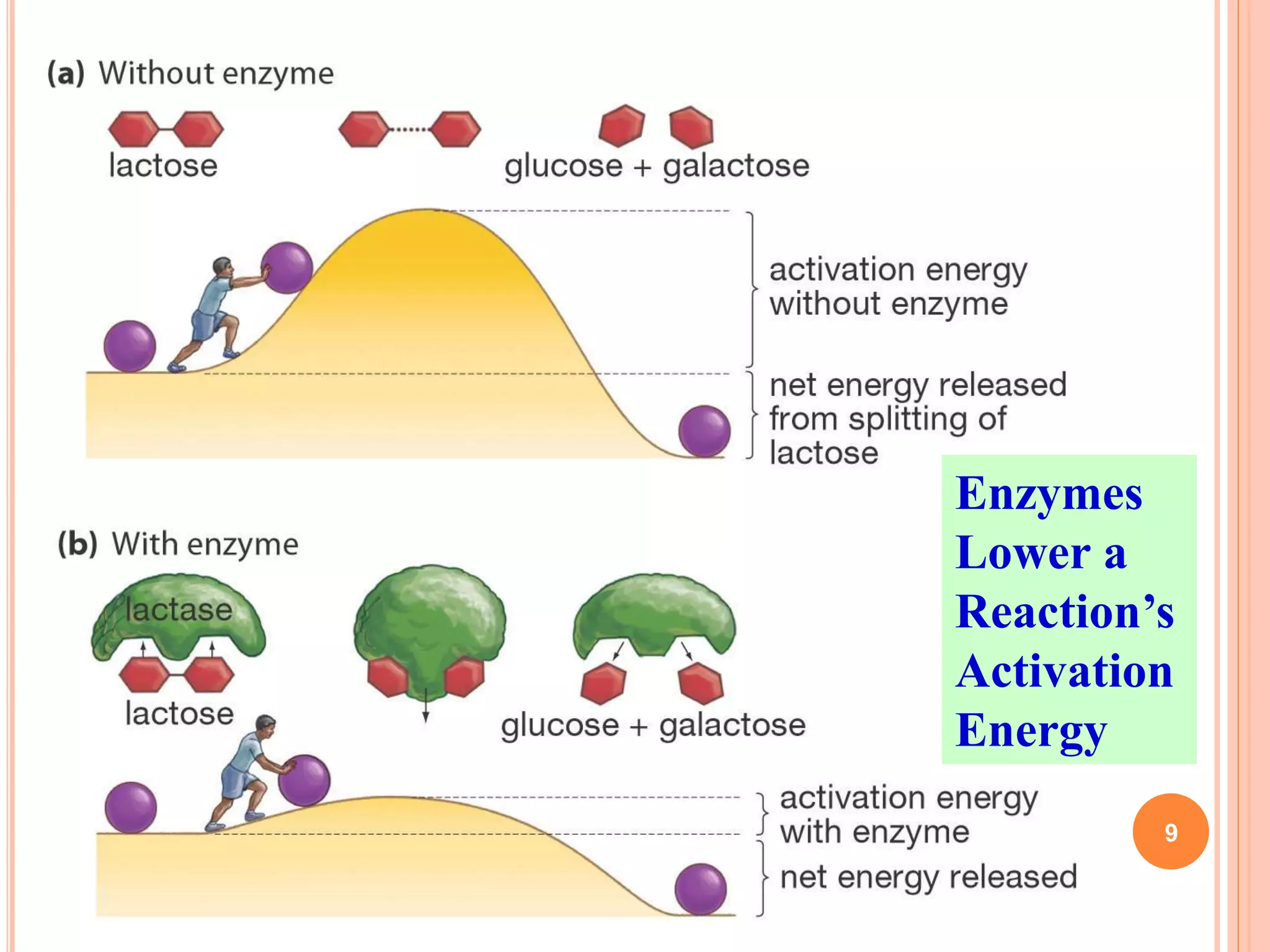 Enzymes
Lower a
Reaction’s
Activation
Energy
9
 