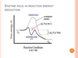 Enzyme’s activity | PPTX